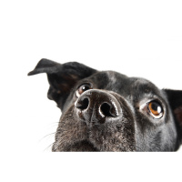 Zdravljenje z matičnimi celicami