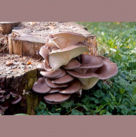 Bukov ostrigar – strupena ali užitna goba?