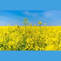 Ukrainas un Krievijas konflikta hipotētiskās saknēs senākos vēstures laikos