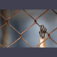 1941.gadā Rīgas Centrālcietumā bez tiesas sprieduma nogalina 99 Latvijas iedzīvotājus