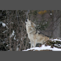 Pētniece: Vilki un lūši nemaz nevēlas ar cilvēku sastapties, ar lāčiem jābūt piesardzīgiem