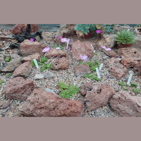 Kā barojas augi, jeb kā apstākļi augsnē ietekmē nātres vai rožu krūma dzīvi?