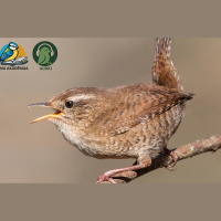 Iespējas iepazīt putnu pasauli un kāpēc šīs zināšanās ir svarīgas?