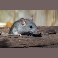 Pētījums ar grauzējiem: kā notiek ikdienas darbs ar šiem dzīvniekiem?