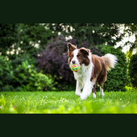 Kādas stratēģijas izvēlas dzīvnieki, lai pasargātu sevi karstumā?