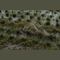 Pavasara lietavas un silts laiks sekmē knišļu rašanos, kas vēlāk var radīt postījumus