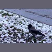 Reizēm jau oktobrī sniegs paralizējis ikdienas dzīvi Latvijā