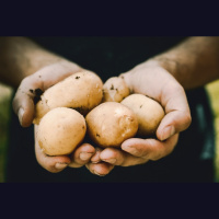 Kartupeļi vēsturē: vai tiesa, ka šī dārzeņa popularitāti vairojis arī hercogs Jēkabs