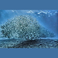 Klimata pārmaiņas ietekmē arī zivju dzīvi un daudzveidību Latvijas ūdeņos