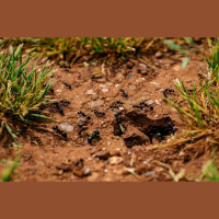 Komandas darbs - skudru, cilvēku un robotu kolektīvā