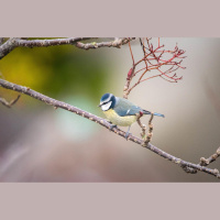 Putnu dziesmas: kā mazuļi apgūst šo saziņu un par ko putni sarunājas