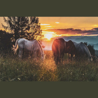 Zīdītāju vēsture: kāpēc dinozauri izmira, bet zīdītāji palika?