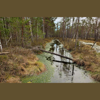 Kāpēc purvam vajag ūdeni? Pabeigta izpēte un sākta atjaunošana Latvijas purvos