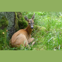 Gada dzīvnieks 2024 Latvijā - stirna gada kukainis - lielacu kamene