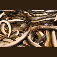 Tā ir zivs un tomēr nav zivs. Ko zinām par nēģiem?