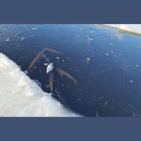 Zivju dzīve ziemā: kā organisms piemērojas aukstumam un barības trūkumam?