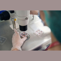 Biomateriāli nākotnē varētu palīdzēt ārstēt sirds un asinsvadu slimības