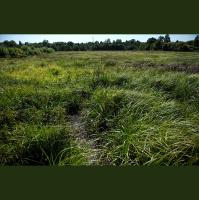 Gada dzīvotne - mitrāji, gada koks - zemais bērzs
