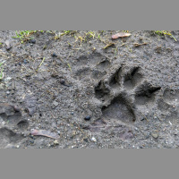 Klusie liecinieki jeb ko par noziegumu var stāstīt putekšņi, dzīvnieku spalvas vai tabaka