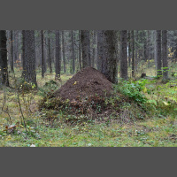 Skudru pūznis - metropole kukaiņu pasaulē