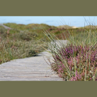 Tūristi dabā: Kā nekļūt par traucēkli radībām, kurām mežs, ezers un pludmale ir mājas