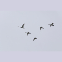 Putnu migrācija: vai putni maina savus maršrutus klimata pārmaiņu dēļ