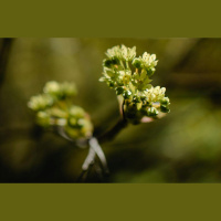 Pētījums: Cilvēkiem daba ir vērtība, bet dabas aizsardzībā aktīvi neiesaistās