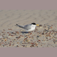 Mazais zīriņš izraudzīts par gada putnu 2024. gadā