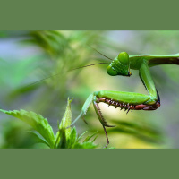 Savstarpējās attiecības kukaiņu pasaulē un kādas asinis garšo odiem