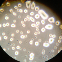 FX: Bakterije so lahko ključ do sreče in zdravja