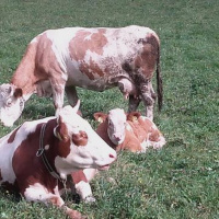 Zakaj nižja obdavčitev za pesticide?