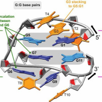 INTERVJU: Prof. dr. Janez Plavec o odkritju novih struktur DNK