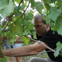 #83 Tomislav Ivanović (Vinopedia.rs) o vinima Srbije / Beograd