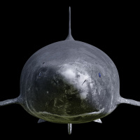 Forskningspodden #38: Den mystiske håkjerringa, nytt norsk land og pandemi-framskritt