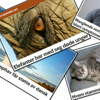 Forskningspodden #33: Livets opprinnelse, long covid og elefantens forhold til døden