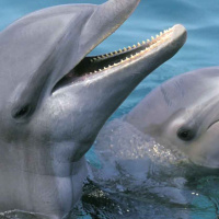 Forskningspodden #67: Delfinspråk, maratonhjerne og økofascister