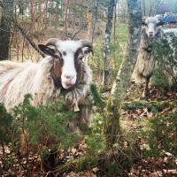 Episode 12 Sesong 4 - 10 x 1000 med Tommy og karantene