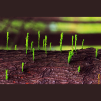 Sirds mozaīka. Ko nozīmē dzīvot?