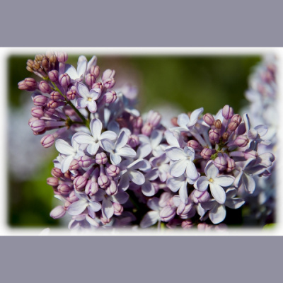 Zentas Maurias Esejas Prlasa Vaira Ve-freiberga