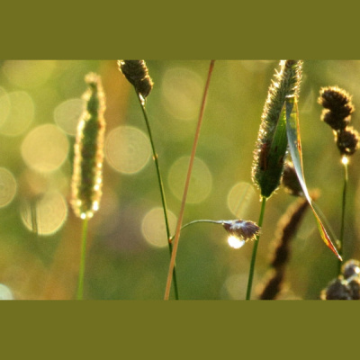 Zentas Maurias Esejas Prlasa Vaira Ve-freiberga