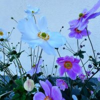 Historien om Pedersen