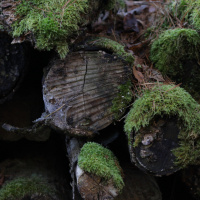 Den lille mauren i skogen