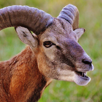 Muusik mõtleb. Korruptsioonist