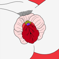 #4 Å bytte penis med sexpert #2