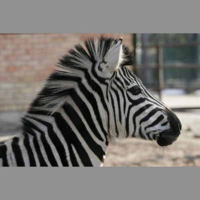 Pieci Rti Piedv - Beidzot!