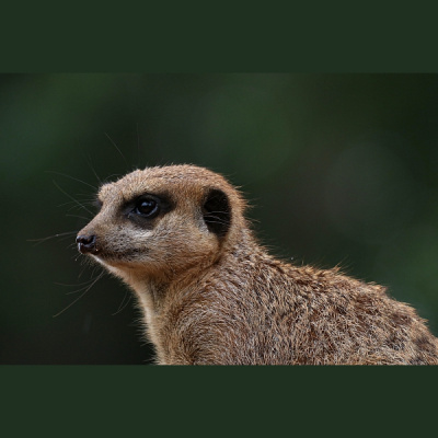 Pieci Rti Piedv - Beidzot!