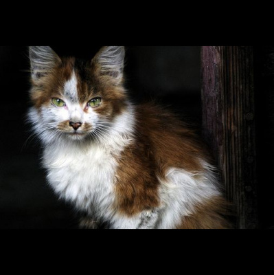 Pieci Rti Piedv - Beidzot!