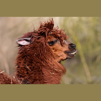 Pieci Rti Piedv - Beidzot!