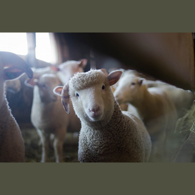 Pieci Rti Piedv - Beidzot!