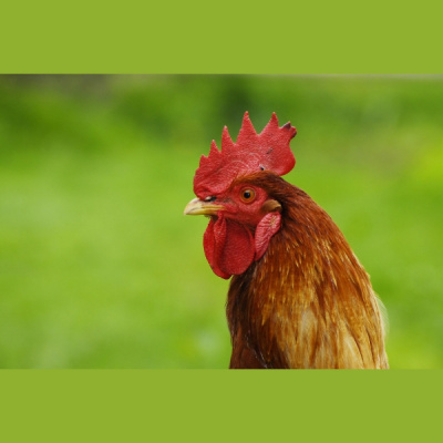 Pieci Rti Piedv - Beidzot!